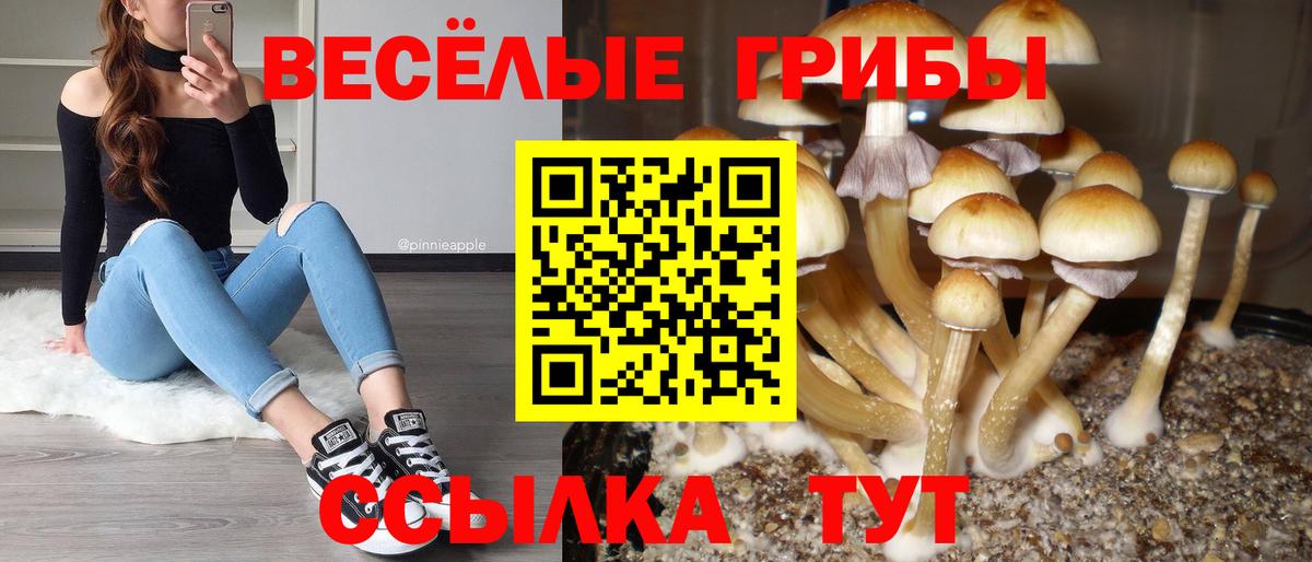 Псилоцибиновые грибы мицелий Курчатов